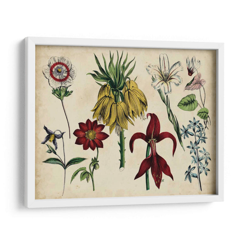 Gráfico Botánico Antiguo Iii | Cuadro decorativo de Canvas Lab