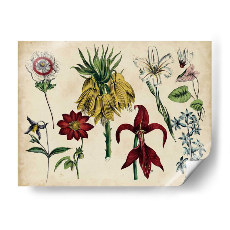 Gráfico Botánico Antiguo Iii | Cuadro decorativo de Canvas Lab