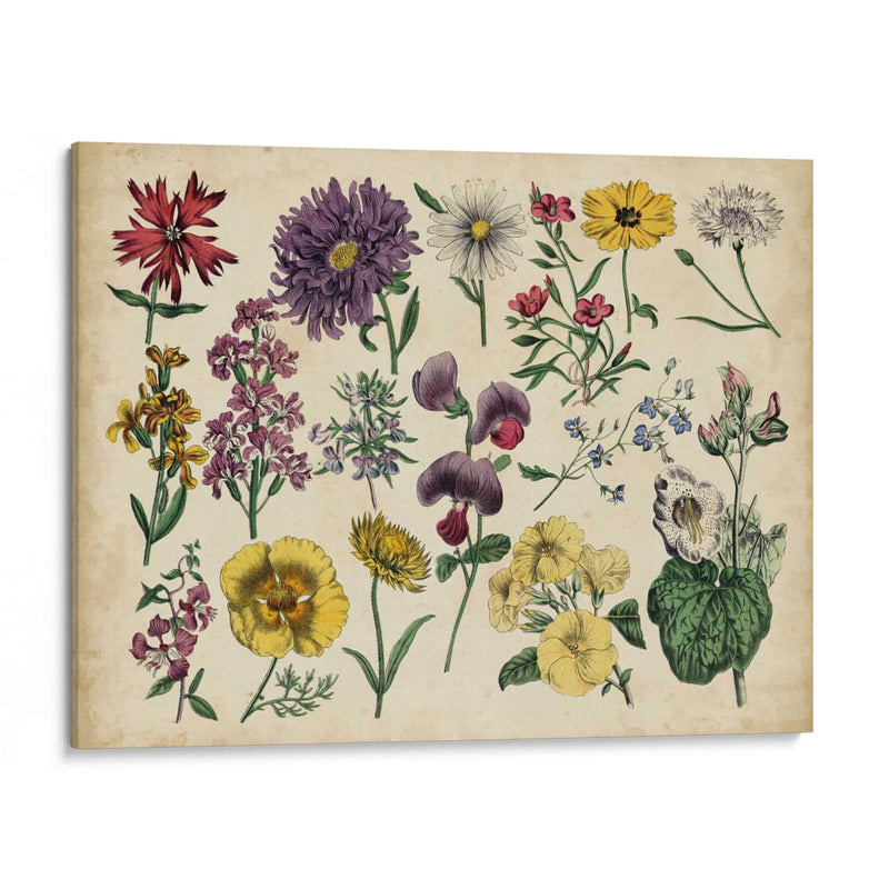 Gráfico Botánico Antiguo Iv | Cuadro decorativo de Canvas Lab