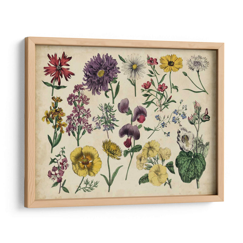 Gráfico Botánico Antiguo Iv | Cuadro decorativo de Canvas Lab