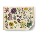 Gráfico Botánico Antiguo Iv | Cuadro decorativo de Canvas Lab