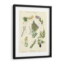 Registro Botánico I | Cuadro decorativo de Canvas Lab