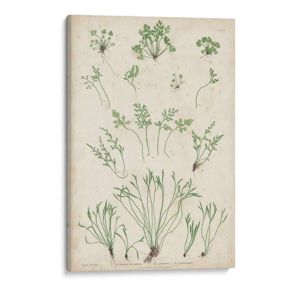 Bradbury Ferns I - Bradbury | Cuadro decorativo de Canvas Lab