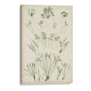 Bradbury Ferns I - Bradbury | Cuadro decorativo de Canvas Lab