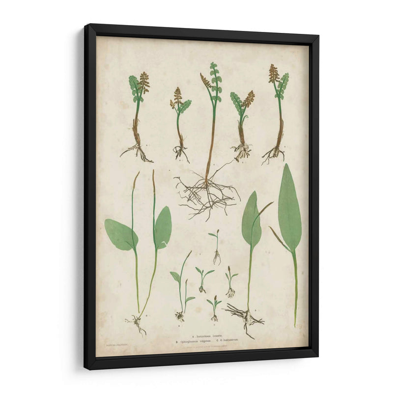 Bradbury Ferns Ii - Bradbury | Cuadro decorativo de Canvas Lab