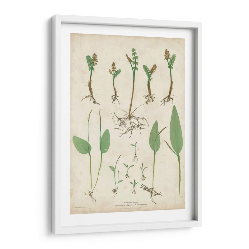 Bradbury Ferns Ii - Bradbury | Cuadro decorativo de Canvas Lab