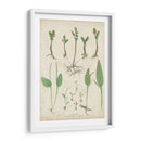 Bradbury Ferns Ii - Bradbury | Cuadro decorativo de Canvas Lab