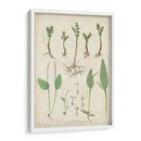 Bradbury Ferns Ii - Bradbury | Cuadro decorativo de Canvas Lab