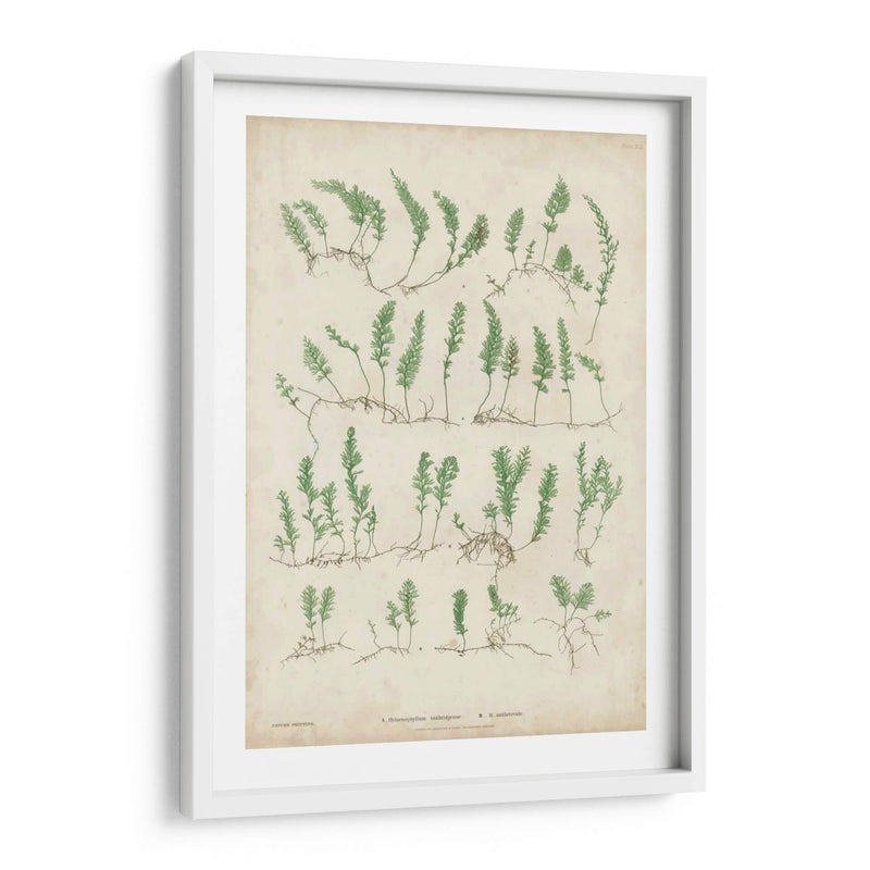 Bradbury Ferns Iii - Bradbury | Cuadro decorativo de Canvas Lab