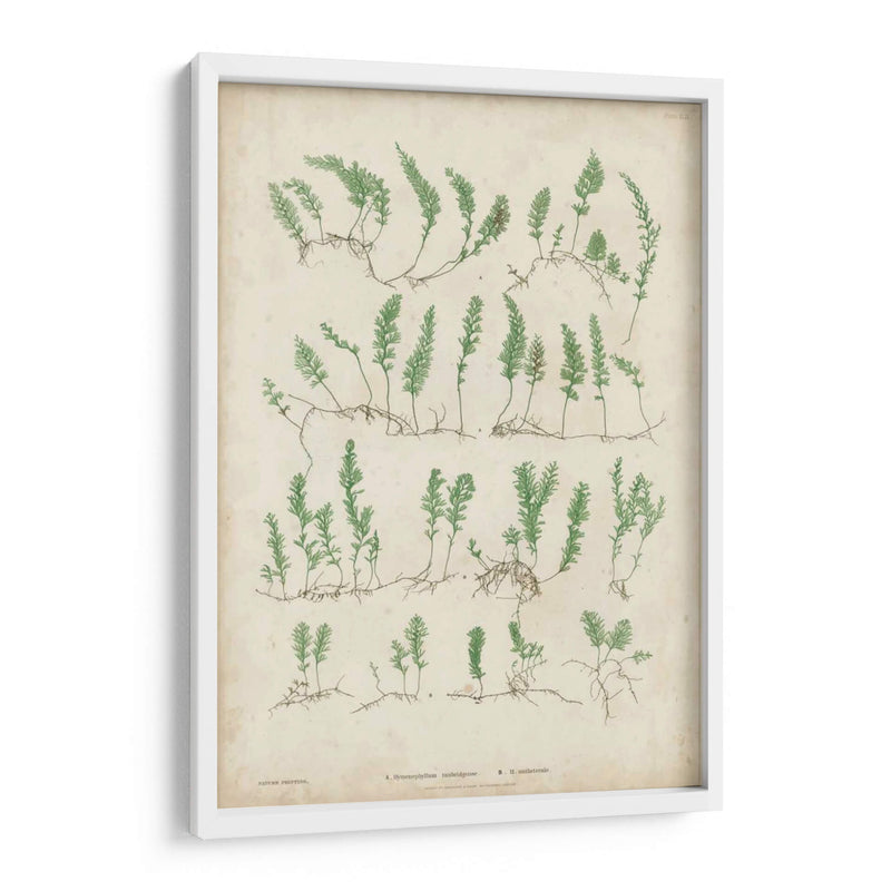 Bradbury Ferns Iii - Bradbury | Cuadro decorativo de Canvas Lab