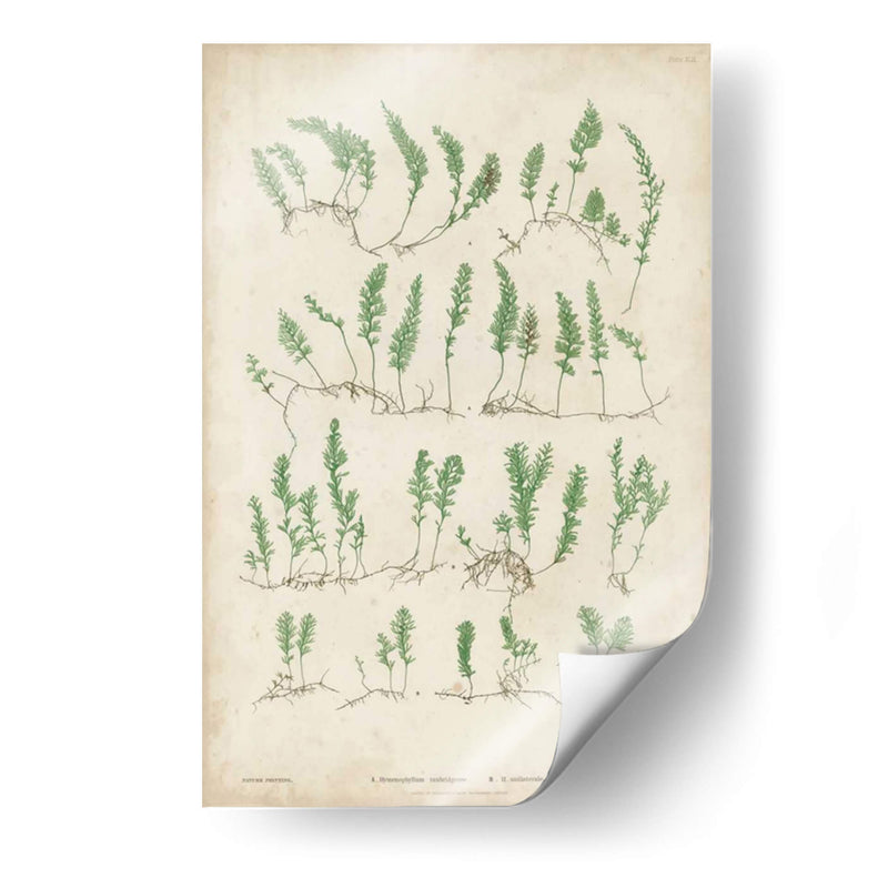 Bradbury Ferns Iii - Bradbury | Cuadro decorativo de Canvas Lab