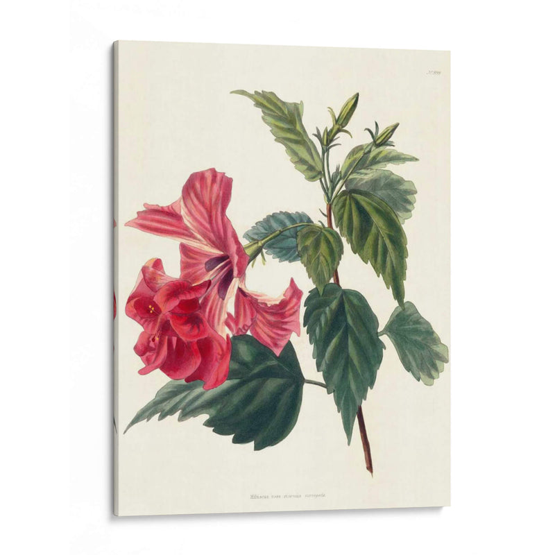 Rose Hibiscus Ii | Cuadro decorativo de Canvas Lab