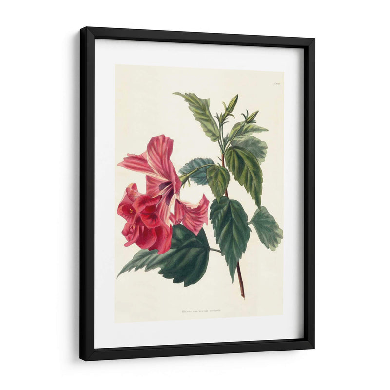 Rose Hibiscus Ii | Cuadro decorativo de Canvas Lab