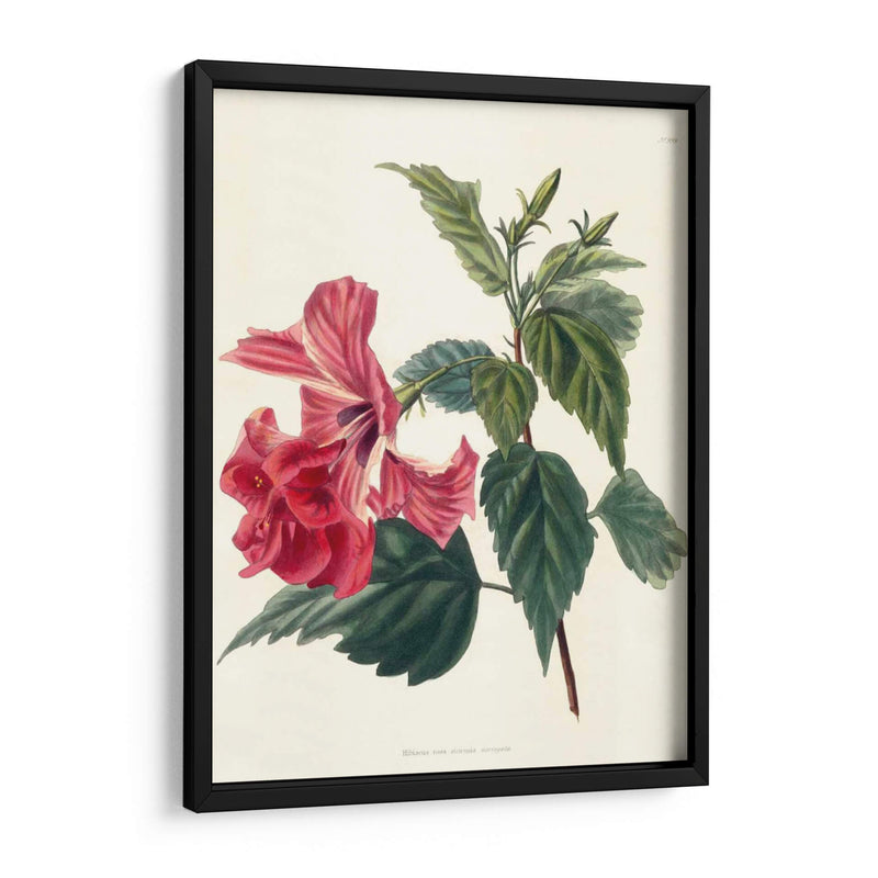 Rose Hibiscus Ii | Cuadro decorativo de Canvas Lab