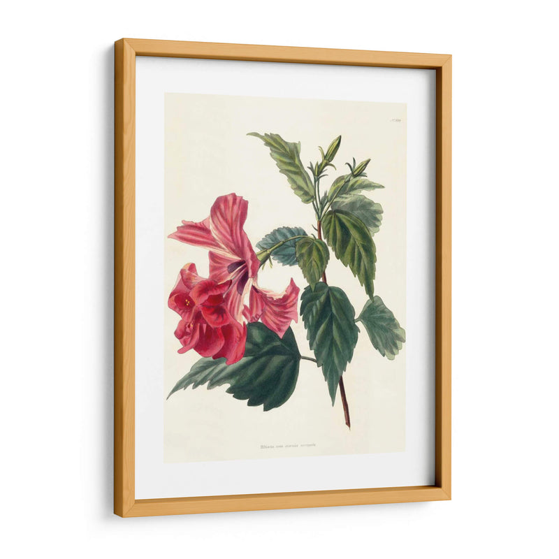 Rose Hibiscus Ii | Cuadro decorativo de Canvas Lab