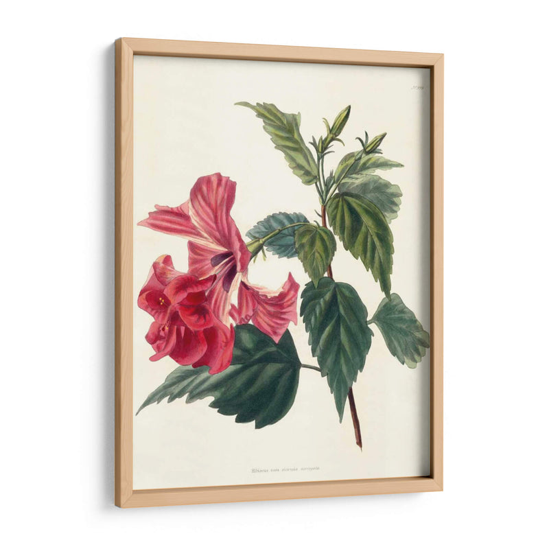 Rose Hibiscus Ii | Cuadro decorativo de Canvas Lab