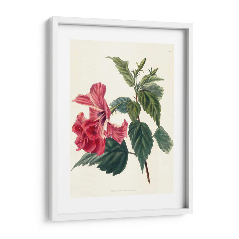 Rose Hibiscus Ii | Cuadro decorativo de Canvas Lab