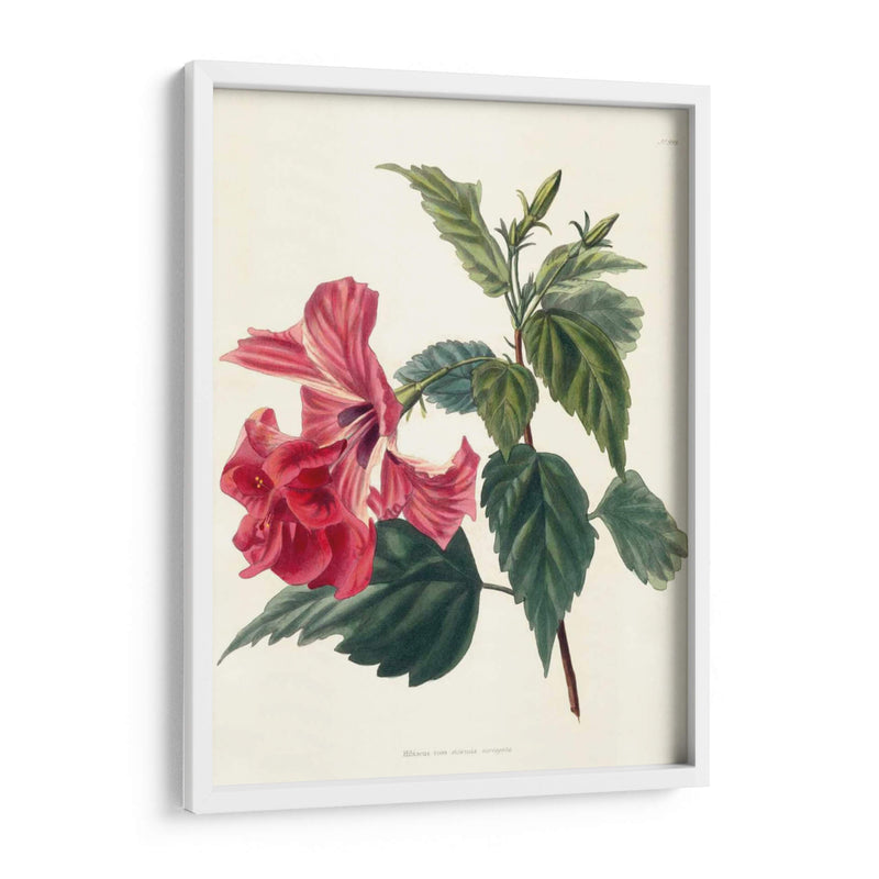 Rose Hibiscus Ii | Cuadro decorativo de Canvas Lab