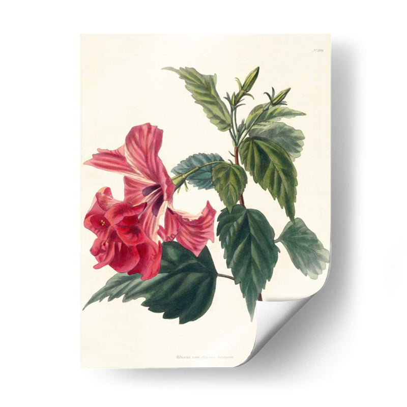 Rose Hibiscus Ii | Cuadro decorativo de Canvas Lab