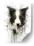 Border collie - DIEGO D L | Cuadro decorativo de Canvas Lab