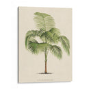 Les Palmiers I | Cuadro decorativo de Canvas Lab