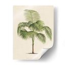 Les Palmiers I | Cuadro decorativo de Canvas Lab