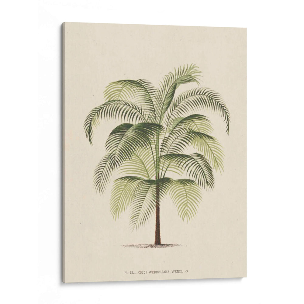 Les Palmiers Iii | Cuadro decorativo de Canvas Lab