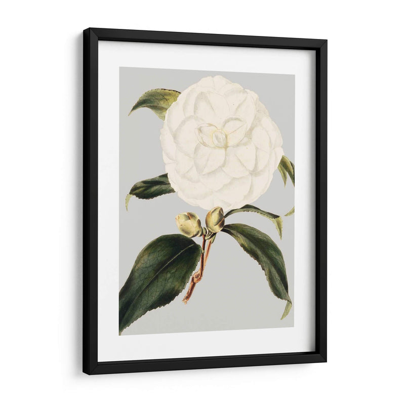 Camelia Japonica I - Vision Studio | Cuadro decorativo de Canvas Lab