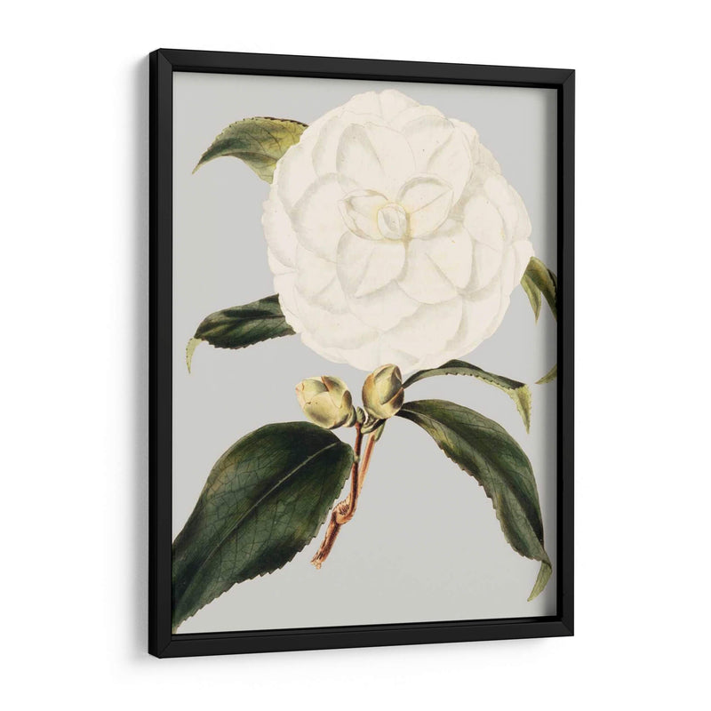 Camelia Japonica I - Vision Studio | Cuadro decorativo de Canvas Lab