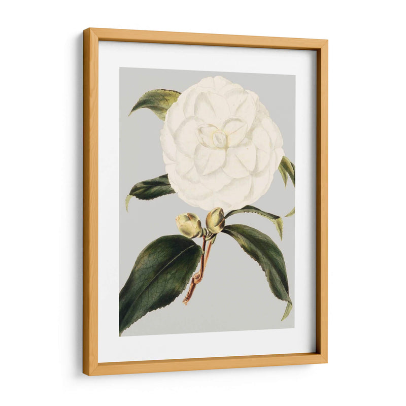 Camelia Japonica I - Vision Studio | Cuadro decorativo de Canvas Lab