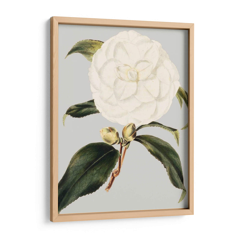 Camelia Japonica I - Vision Studio | Cuadro decorativo de Canvas Lab