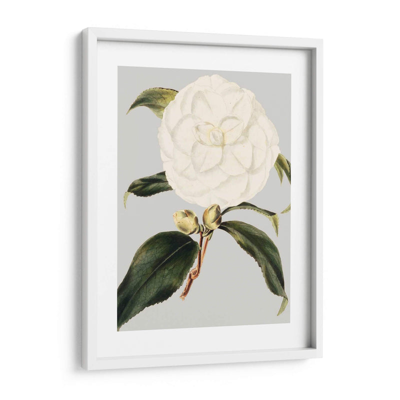 Camelia Japonica I - Vision Studio | Cuadro decorativo de Canvas Lab