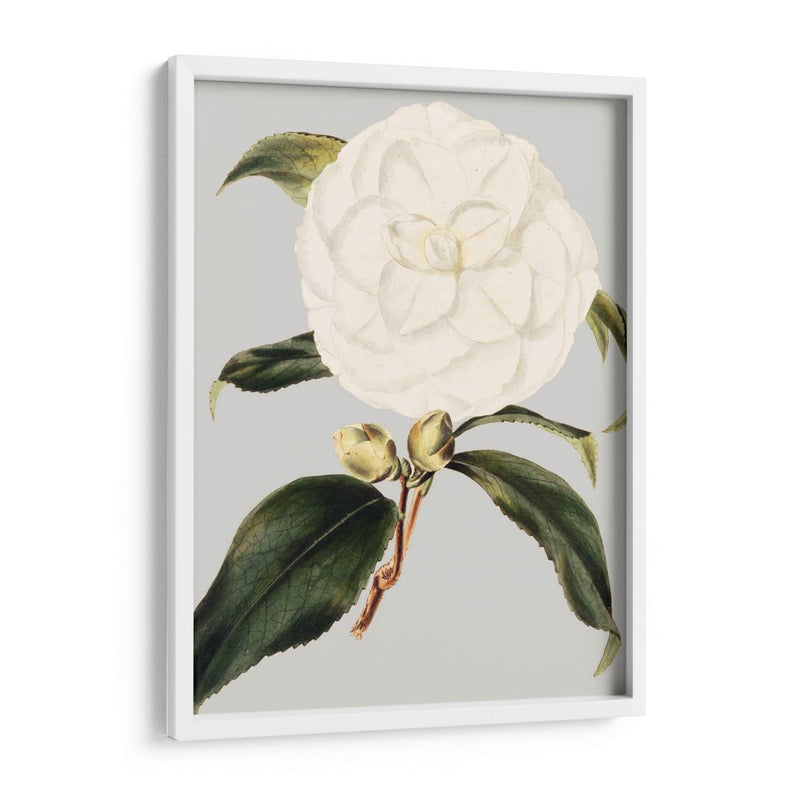 Camelia Japonica I - Vision Studio | Cuadro decorativo de Canvas Lab