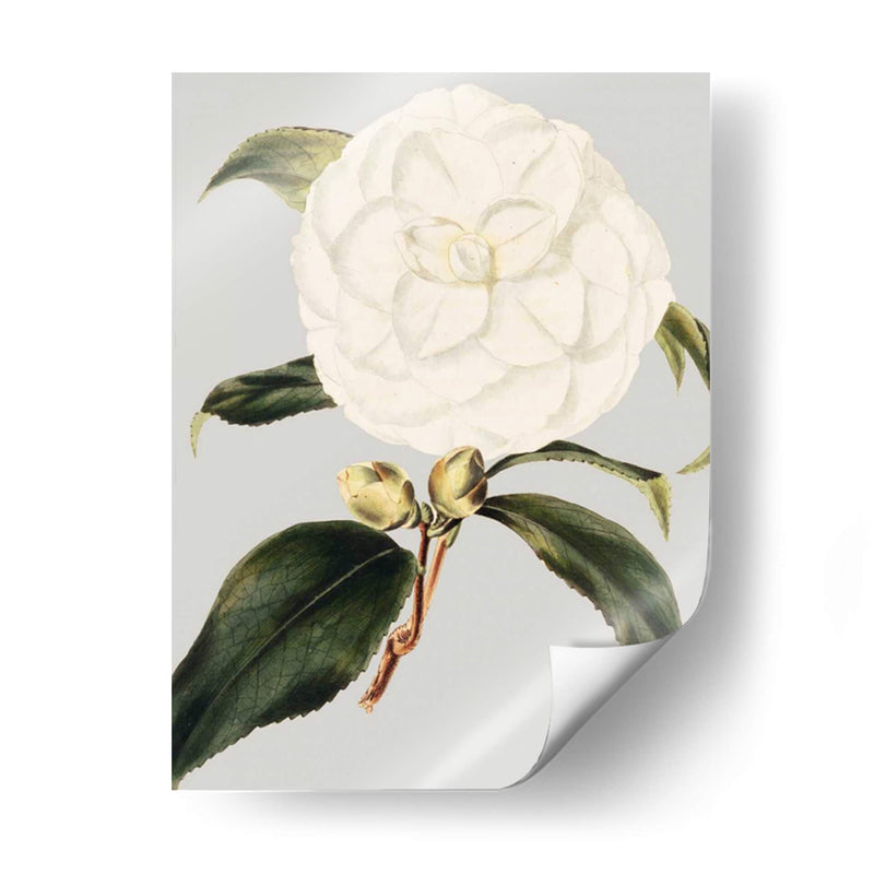 Camelia Japonica I - Vision Studio | Cuadro decorativo de Canvas Lab