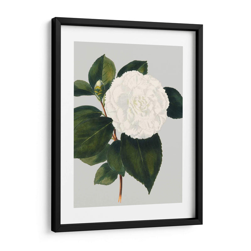 Camelia Japonica Ii - Vision Studio | Cuadro decorativo de Canvas Lab