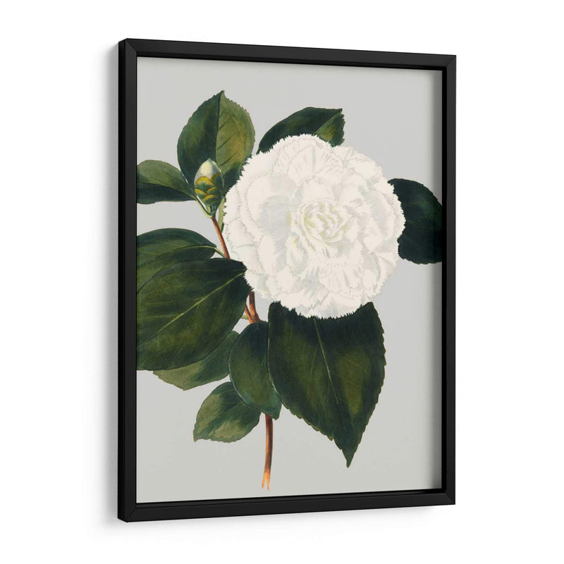 Camelia Japonica Ii - Vision Studio | Cuadro decorativo de Canvas Lab