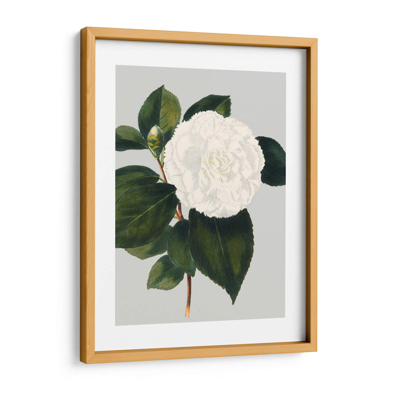 Camelia Japonica Ii - Vision Studio | Cuadro decorativo de Canvas Lab