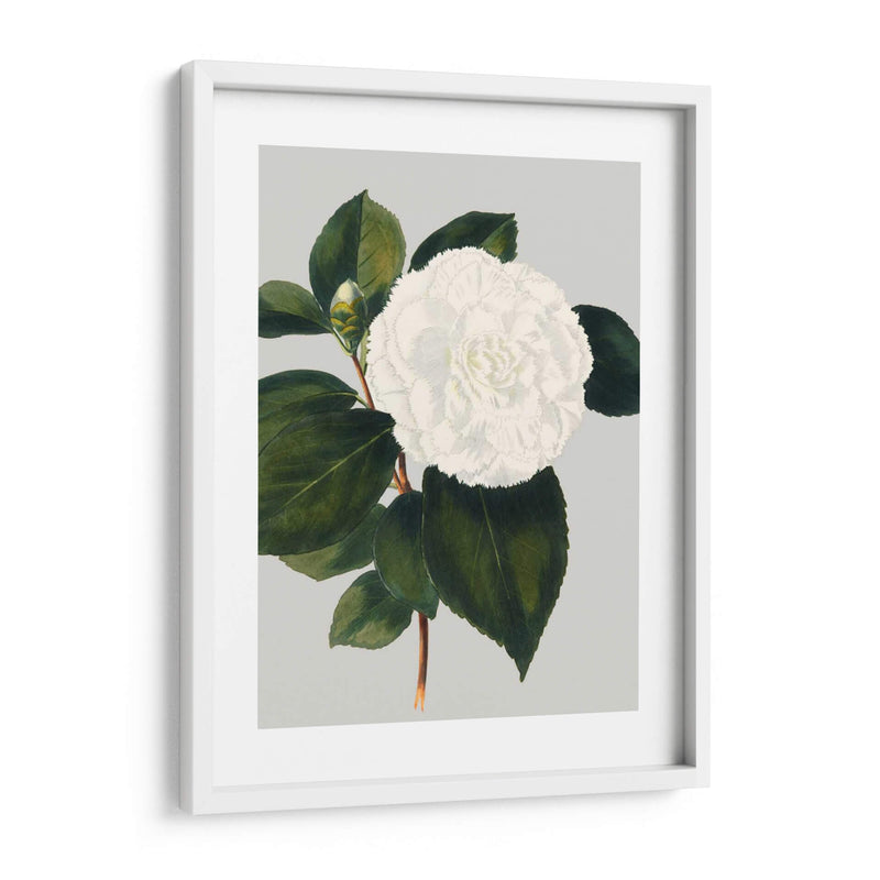 Camelia Japonica Ii - Vision Studio | Cuadro decorativo de Canvas Lab