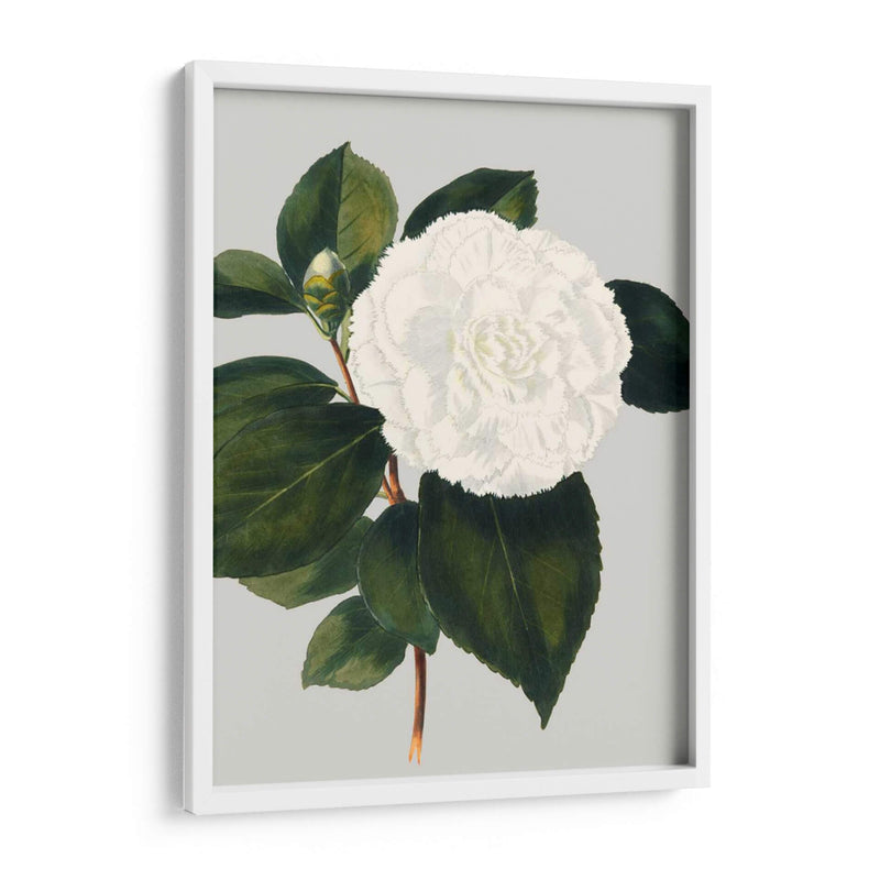 Camelia Japonica Ii - Vision Studio | Cuadro decorativo de Canvas Lab