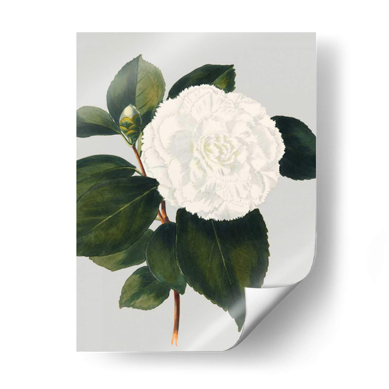 Camelia Japonica Ii - Vision Studio | Cuadro decorativo de Canvas Lab