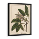 Castaña De Caballo De California - John Silva | Cuadro decorativo de Canvas Lab