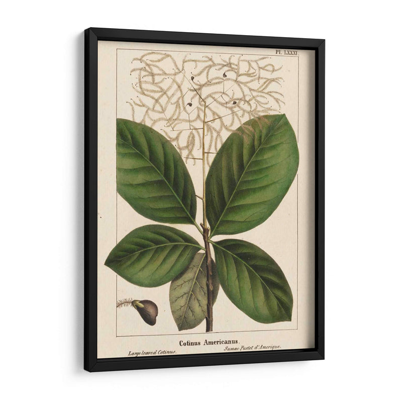 Cotinus De Hoja Grande - John Silva | Cuadro decorativo de Canvas Lab