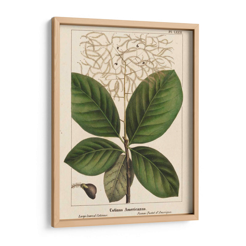 Cotinus De Hoja Grande - John Silva | Cuadro decorativo de Canvas Lab