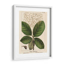 Cotinus De Hoja Grande - John Silva | Cuadro decorativo de Canvas Lab