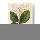 Cotinus De Hoja Grande - John Silva | Cuadro decorativo de Canvas Lab