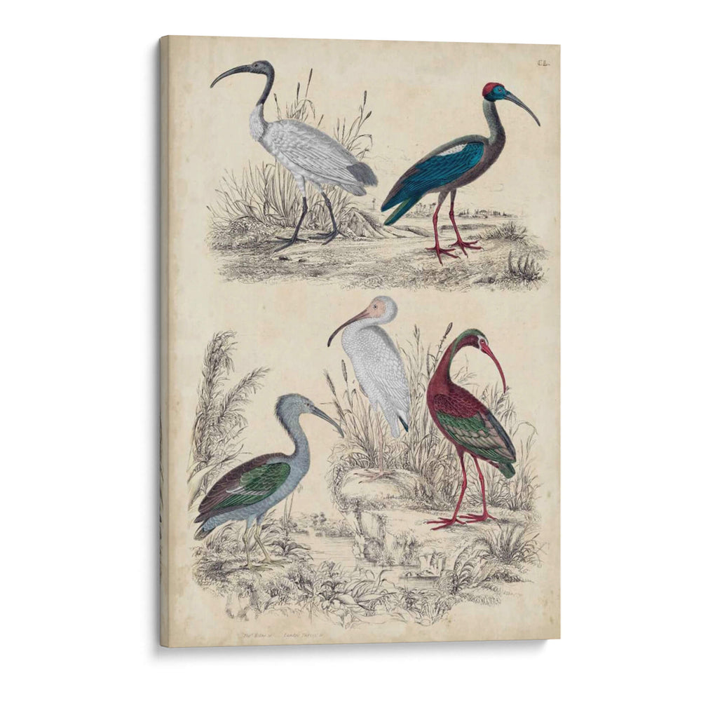 Familia Ibis - Milne | Cuadro decorativo de Canvas Lab