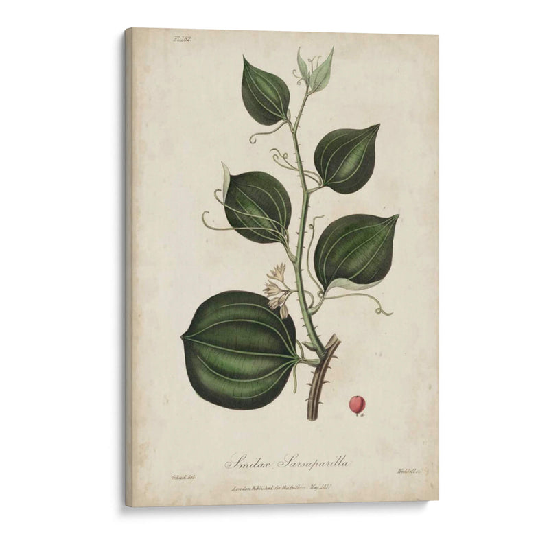 Botanía Medicinal I - Churchill | Cuadro decorativo de Canvas Lab