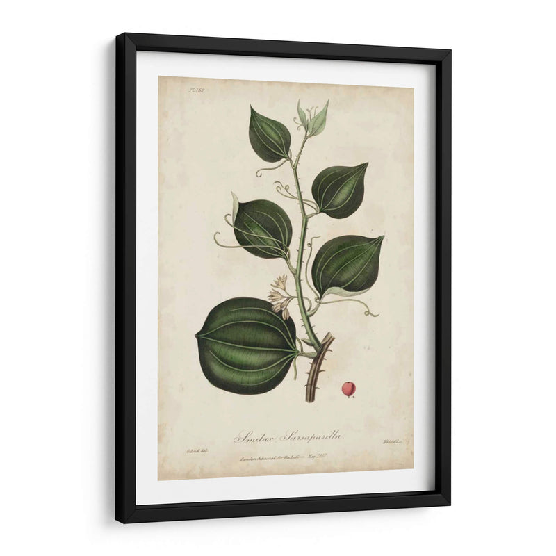 Botanía Medicinal I - Churchill | Cuadro decorativo de Canvas Lab