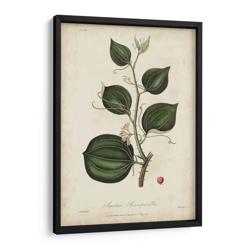 Botanía Medicinal I - Churchill | Cuadro decorativo de Canvas Lab