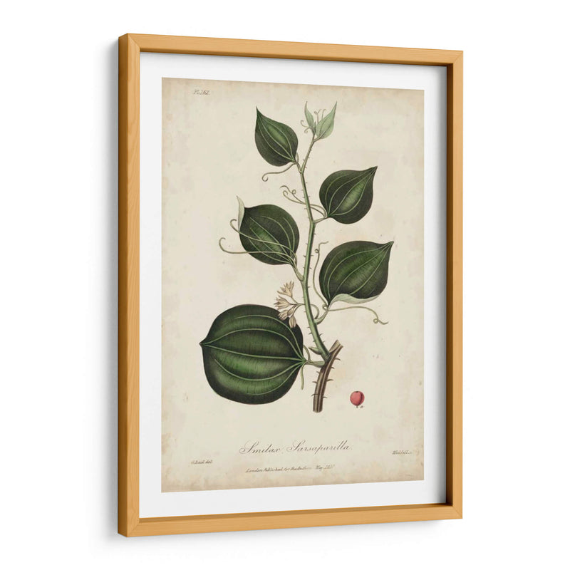 Botanía Medicinal I - Churchill | Cuadro decorativo de Canvas Lab